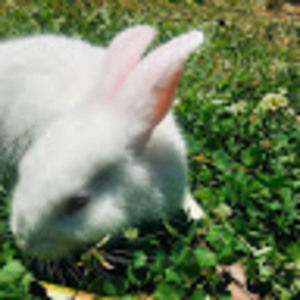 Meet your Posher, Bunny